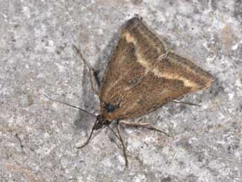 Pyrausta aerealis Hb. adulte - Philippe Mothiron