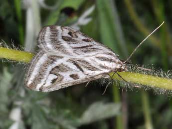 Loxostege aeruginalis Hb. adulte - Philippe Mothiron