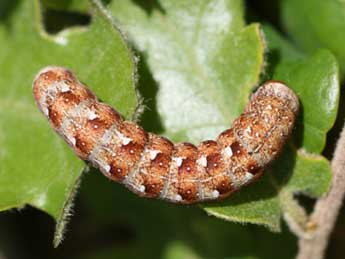  Chenille de Dichonia aeruginea Hb. - Emmanuel Ruiz