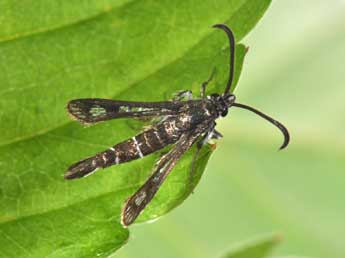 Pyropteron affine Stgr adulte - ©Philippe Mothiron