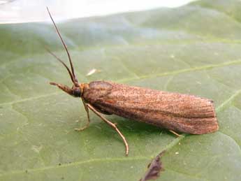 Hypochalcia ahenella D. & S. adulte - Nicole Lepertel