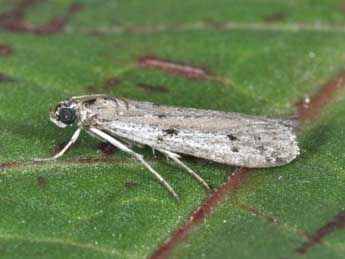 Phycitodes albatella Rag. adulte - Philippe Mothiron