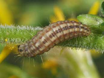  Chenille de Phycitodes albatella Rag. - ©Philippe Mothiron