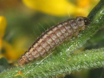  Chenille de Phycitodes albatella Rag. - ©Philippe Mothiron