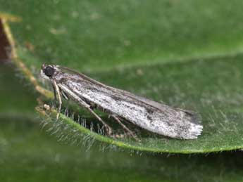 Phycitodes albatella Rag. adulte - Philippe Mothiron