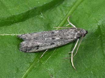 Phycitodes albatella Rag. adulte - Philippe Mothiron