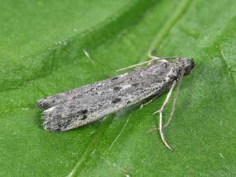 Phycitodes albatella Rag. adulte - Philippe Mothiron