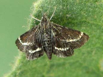 Atralata albofascialis Tr. adulte - ©Michel Ehrhardt