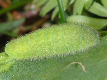  Chenille de Lycaena alciphron Rott. - Wolfgang Wagner, www.pyrgus.de