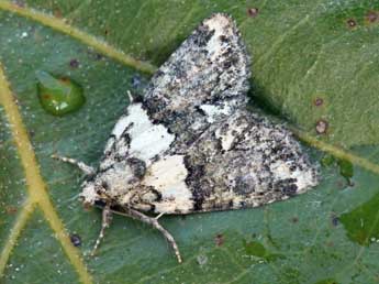 Cryphia algae F. adulte - Daniel Morel