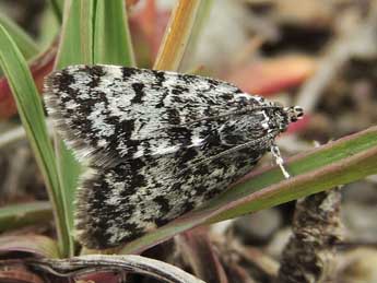 Orenaia alpestralis F. adulte - Jean-Pierre Lamoline