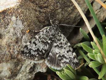 Orenaia alpestralis F. adulte - Jean-Pierre Lamoline