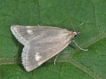 Udea alpinalis D. & S. adulte - Philippe Mothiron