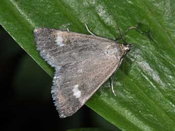 Udea alpinalis D. & S. adulte - Philippe Mothiron