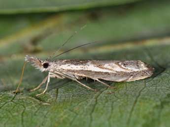 Platytes alpinella Hb. adulte - Matthew Gandy