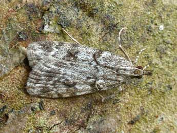 Scoparia ambigualis Tr. adulte - Patrick Clement