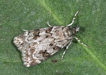 Scoparia ambigualis Tr. adulte - Philippe Mothiron