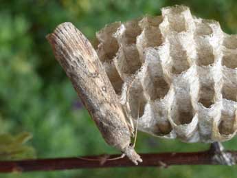 Lamoria anella D. & S. adulte - ©Tristan Lafranchis