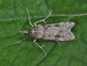 Eudonia angustea Curt. adulte - ©Philippe Mothiron