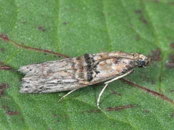 Nephopterix angustella Hb. adulte - Philippe Mothiron