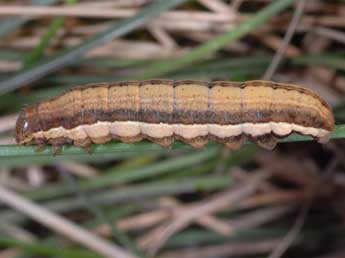  Chenille de Stilbia anomala Hw. - ©Wolfgang Wagner, www.pyrgus.de