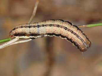  Chenille de Stilbia anomala Hw. - Wolfgang Wagner, www.pyrgus.de