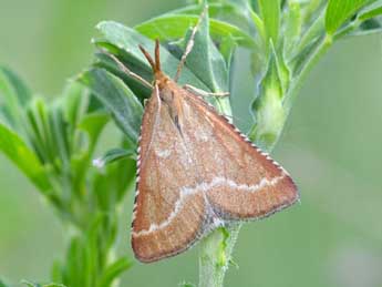 Synaphe antennalis F. adulte - ©Vlad Proklov