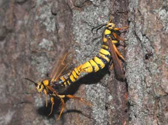 Sesia apiformis Cl. adulte - ©Philippe Geniez