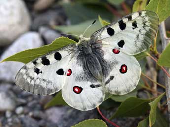 Parnassius apollo L. adulte - Daniel Morel