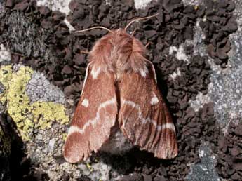 Eriogaster arbusculae Frr adulte - ©Michel Billard