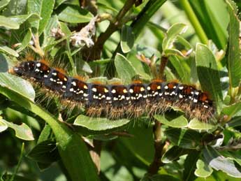  Chenille de Eriogaster arbusculae Frr - Michel Billard