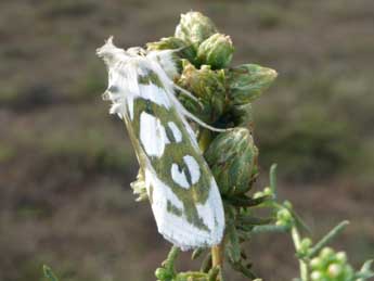 Cucullia argentea Hfn. adulte - Tristan Lafranchis