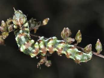  Chenille de Cucullia argentea Hfn. - ©Philippe Mothiron