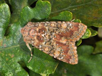 Polymixis argillaceago Hb. adulte - Philippe Mothiron