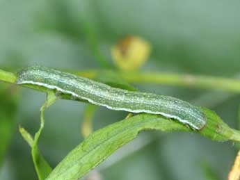  Chenille de Polymixis argillaceago Hb. - Philippe Mothiron