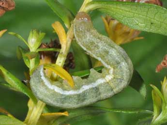  Chenille de Polymixis argillaceago Hb. - ©Philippe Mothiron