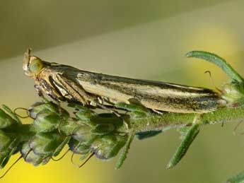 Selagia argyrella D. & S. adulte - ©Andr Lantz