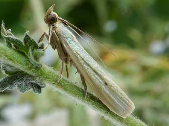 Selagia argyrella D. & S. adulte - Friedmar Graf