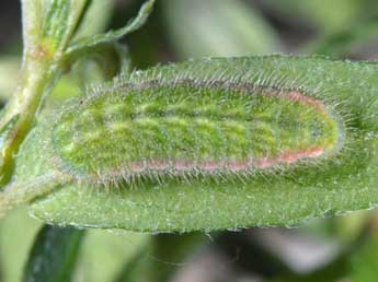  Chenille de Aricia artaxerxes F. - Wolfgang Wagner, www.pyrgus.de