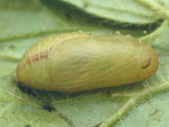  Chrysalide de Aricia artaxerxes F. - ©Wolfgang Wagner, www.pyrgus.de