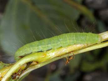  Chenille de Nycteola asiatica Kroul. - Wolfgang Wagner, www.pyrgus.de