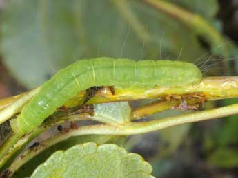  Chenille de Nycteola asiatica Kroul. - Wolfgang Wagner, www.pyrgus.de