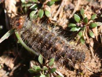  Chenille de Ocneria atlantica Rbr - ©Emmanuel Ruiz