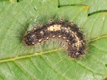  Chenille de Ocneria atlantica Rbr - ©Wolfgang Wagner, www.pyrgus.de