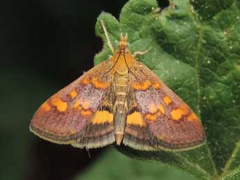 Pyrausta aurata Scop. adulte - ©Jean-Pierre Lamoline