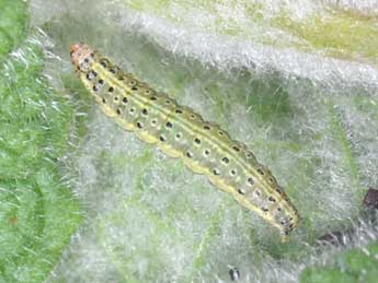  Chenille de Pyrausta aurata Scop. - Philippe Mothiron