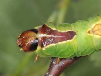  Chenille de Furcula bicuspis Bkh. - ©Philippe Mothiron