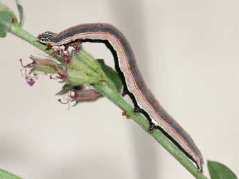 Grammodes bifasciata Petagna adulte - Emmanuel Ruiz