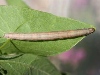 Grammodes bifasciata Petagna adulte - Emmanuel Ruiz