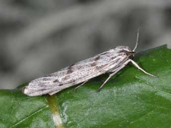 Lerautia bifasciata Rbr adulte - Philippe Mothiron